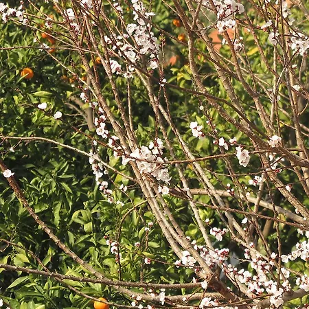 Ephesus Paradise Hotel Selcuk