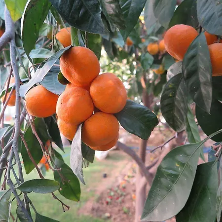 Ephesus Paradise 3* Selcuk