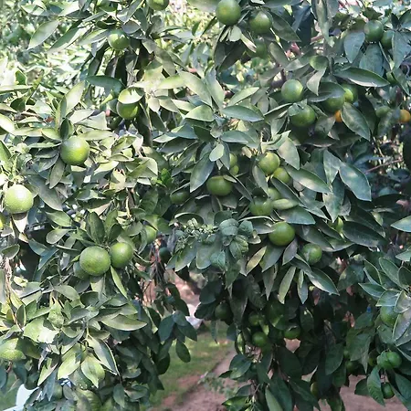 Ephesus Paradise 3* سلجوك