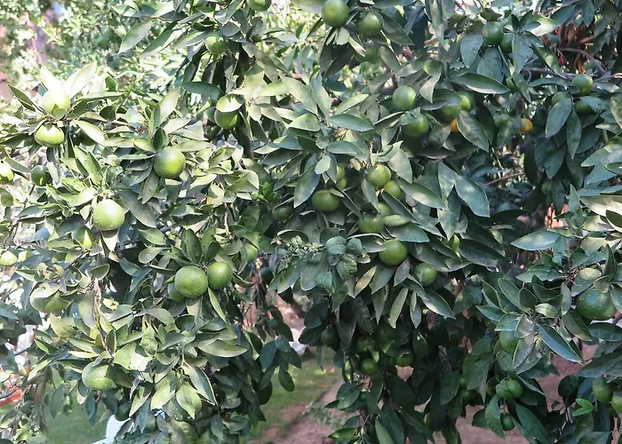 Ephesus Paradise 3* Selçuk