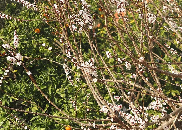 Ephesus Paradise Hotel Selçuk