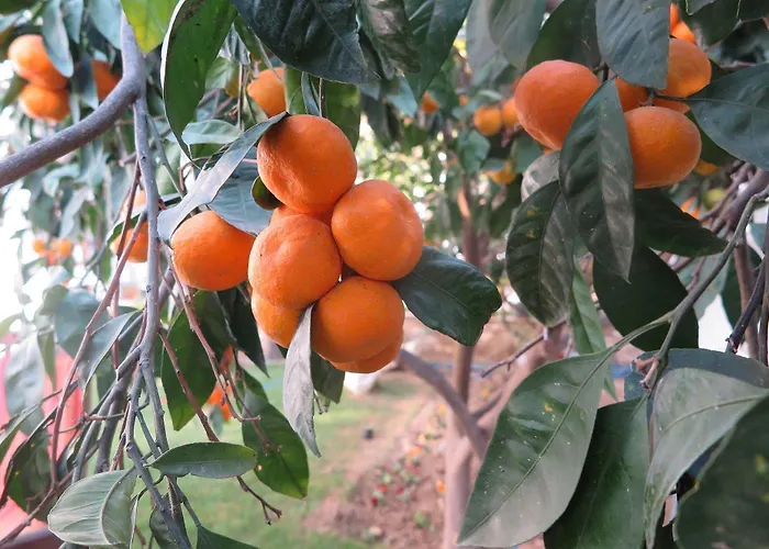 Ephesus Paradise 3* Selçuk